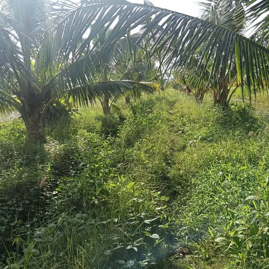 Đất vườn dừa An Ngãi Trung, Ba Tri 12.000m² - Giá chỉ 3.36 tỷ VND!