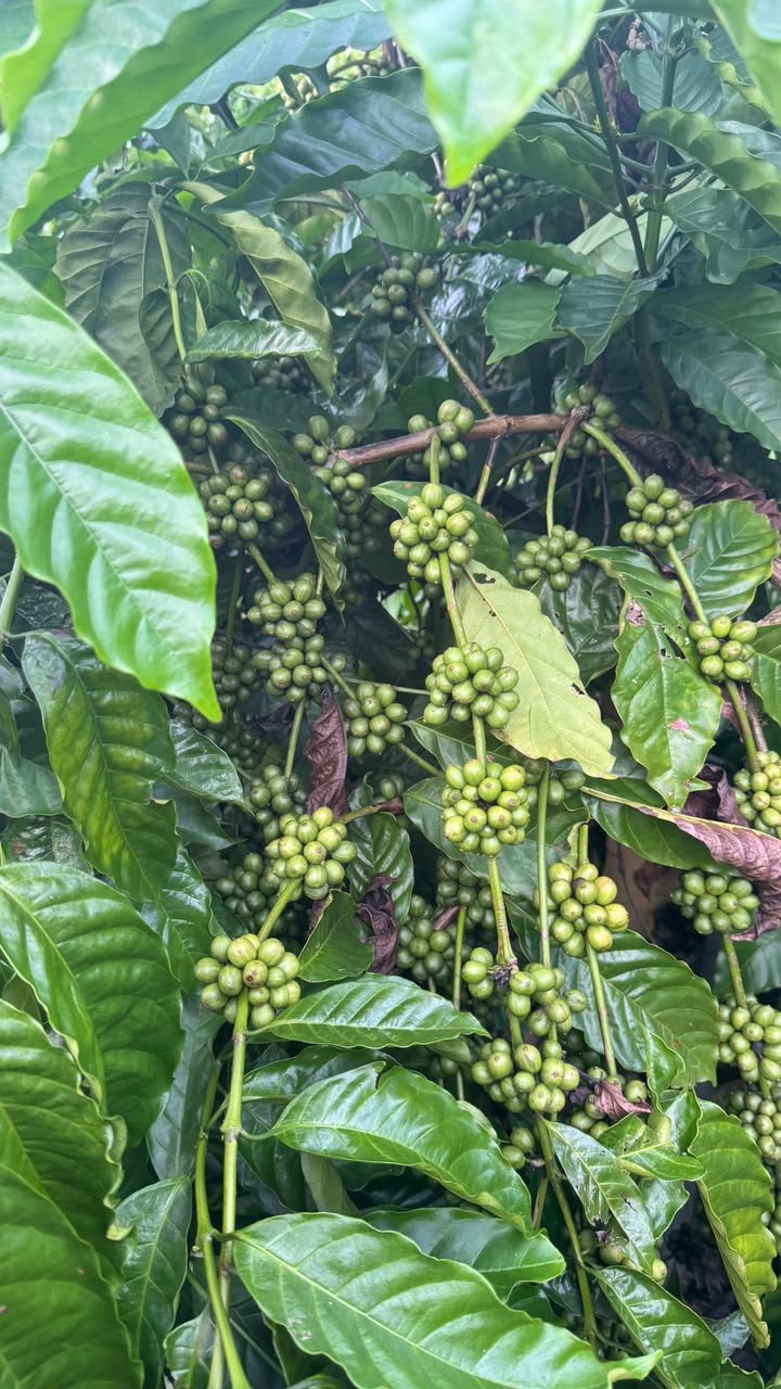 Đất Farm 1ha tại Nam Đà, Krông Nô giá 2,4 tỷ - Đầu tư sinh lời ngay!