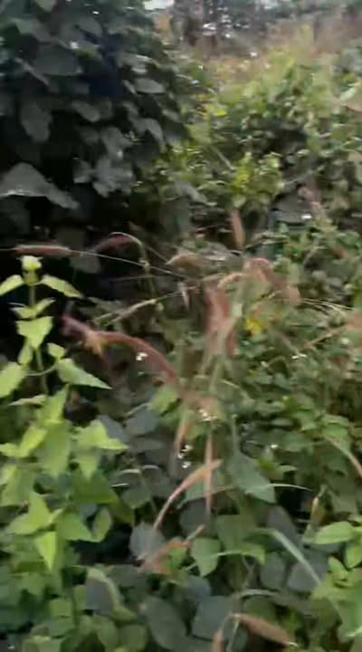 Đất nền 5ha tại Kdang, Đăk Đoa - Đầu tư tiềm năng không thể bỏ qua!