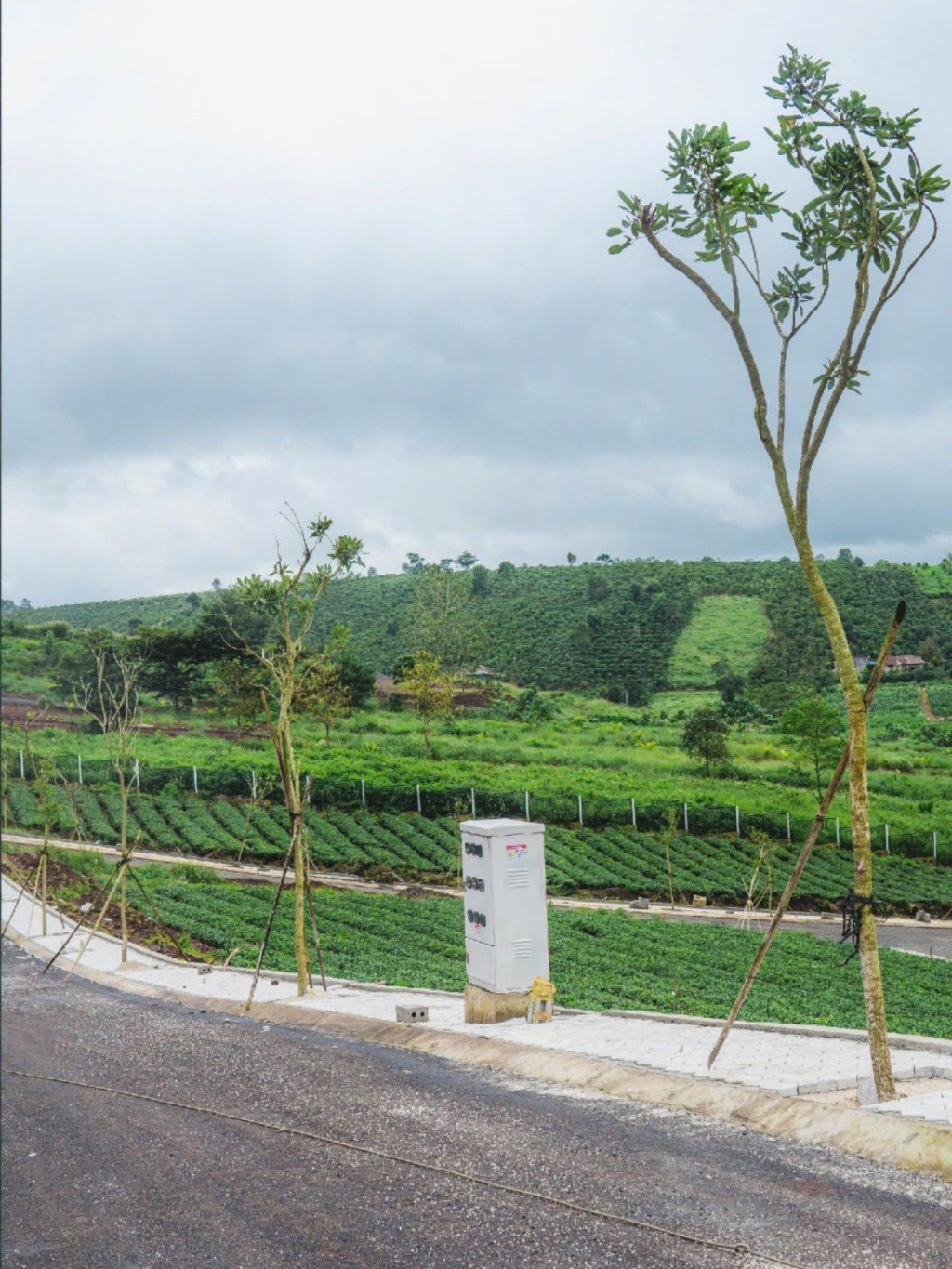 Đất nền Lộc Tân, Bảo Lộc 102m² giá 1.29 tỷ - Hạ tầng hoàn thiện, sinh lời cao!