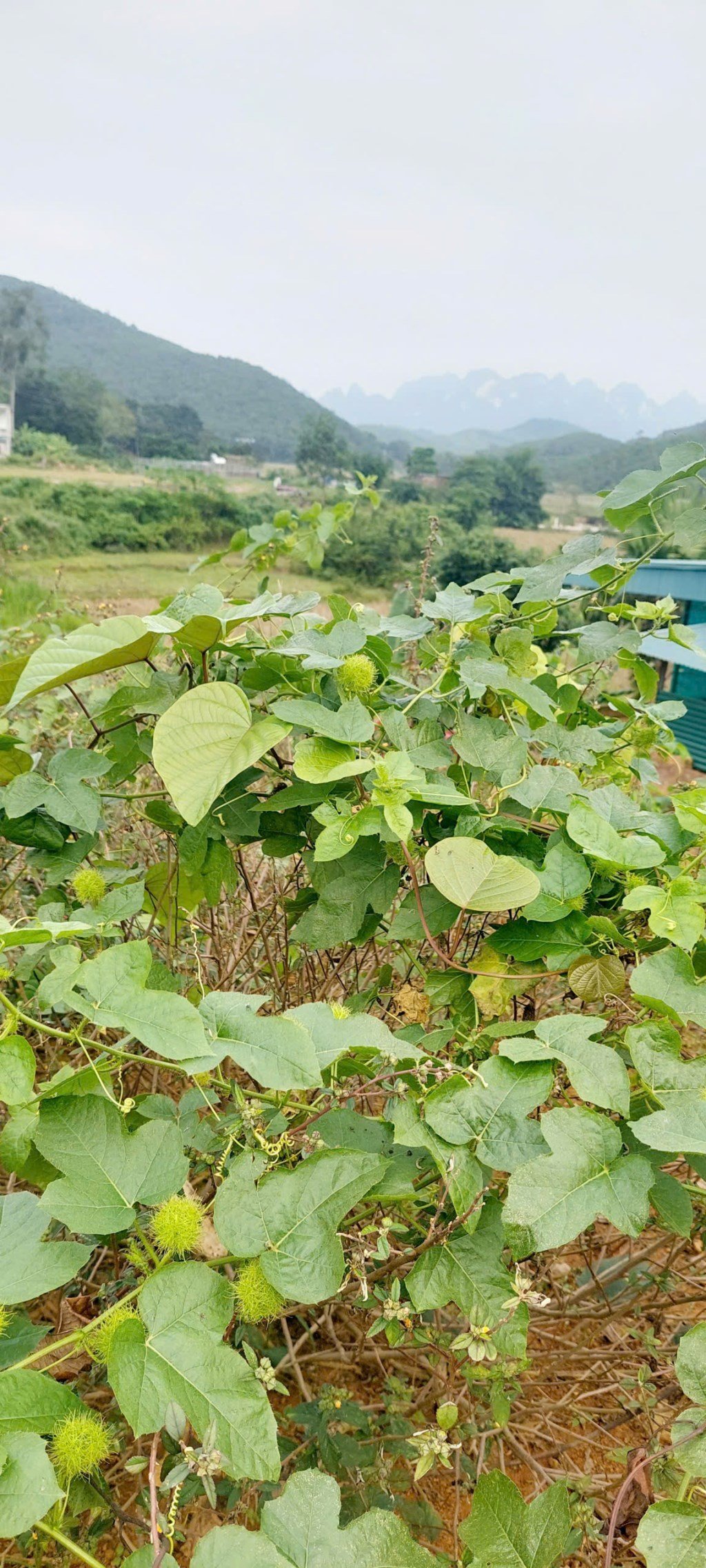 Đất nền 3100m² tại Kim Bôi, giá chỉ 1.95 tỷ - Cơ hội đầu tư không thể bỏ lỡ!