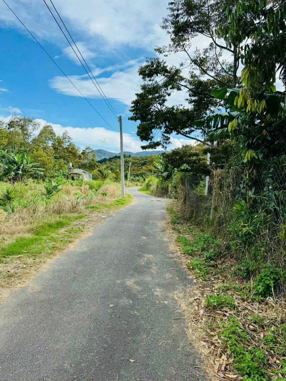 Đất vườn cafe sầu riêng 3,3ha Lộc Nam - Mặt tiền đường nhựa, 250 triệu/sào