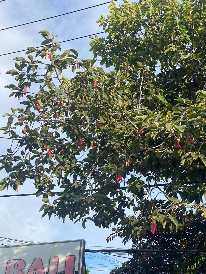 Nhà mặt tiền Trần Huỳnh Bạc Liêu 250m² giá 2 tỷ - Cơ hội đầu tư sinh lời!