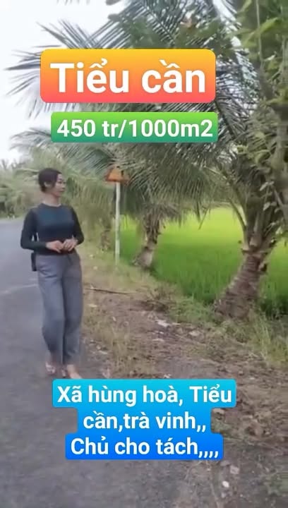 Đất ruộng 6000m² tại ấp Sóc Cầu, Tiểu Cần giá 2.7 tỷ - Thương lượng ngay!