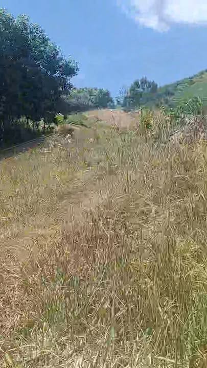 Farm 7ha Đắk Plao giá 3.2 tỷ - Đầu tư sinh lời ngay!