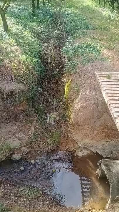 Bán gấp 2ha rẫy cam quýt tại Tân Định, Bắc Tân Uyên - Chỉ 5 tỷ!