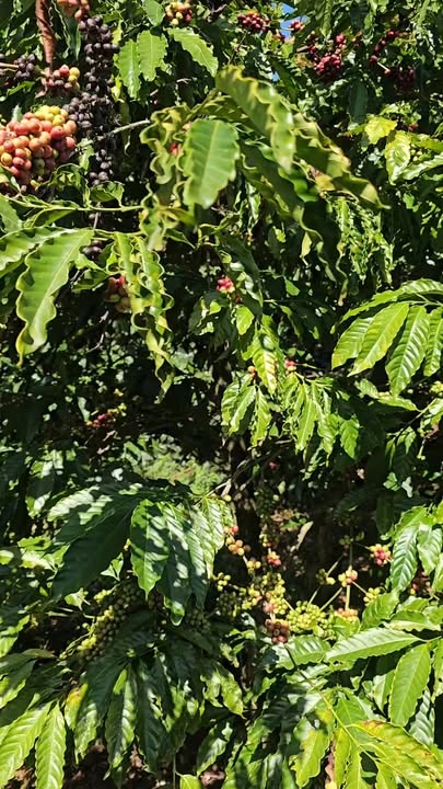 Farm Đắk Wer 1,4ha giá 3,1 tỷ - Nhà cửa điện nước đầy đủ