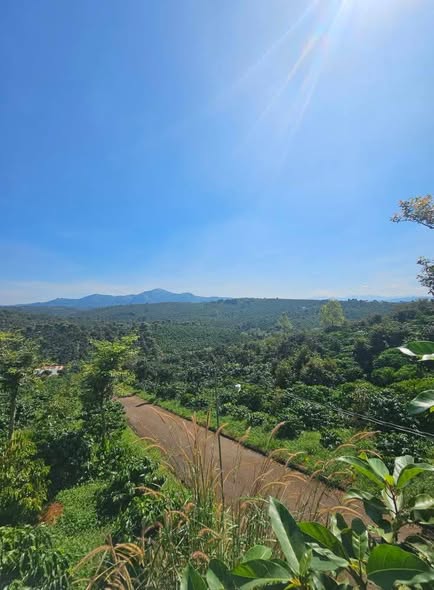 Đất Farm Lộc An Bảo Lâm 1ha giá 7.5 tỷ - Đầu tư sinh lời ngay!