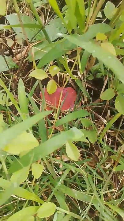 Đất rẫy mặt tiền lộ 3m tại Vĩnh Hiệp, Sóc Trăng 6500m² giá 400 triệu - Cơ hội đầu tư sinh lời!