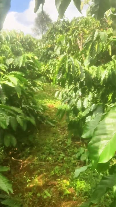 Đất nền hẻm Vũ Lăng Pleiku 3542m² giá chỉ 1.1 tỷ - Cơ hội đầu tư hấp dẫn!