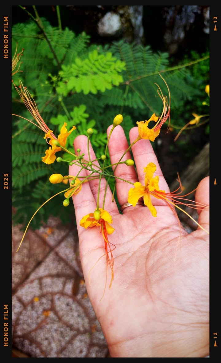 Nhà mặt tiền Trần Đại Nghĩa, Vĩnh Long 60.7m² - Tiềm năng kinh doanh tuyệt vời!