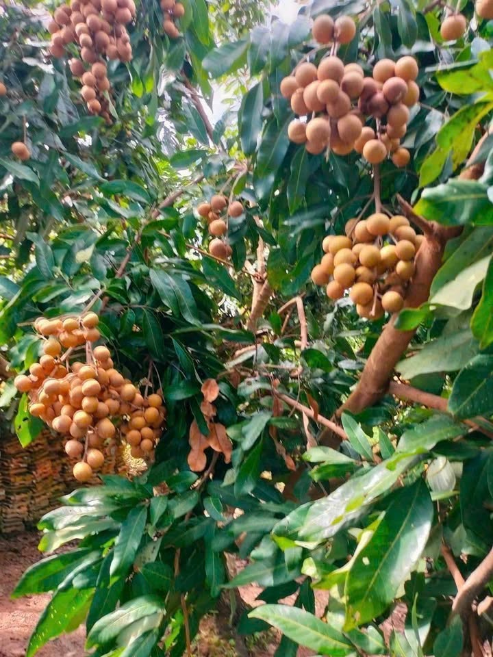 Đất mặt tiền sông An Bình, Vĩnh Long 2300m² giá 2.3 tỷ - Cơ hội đầu tư tuyệt vời!