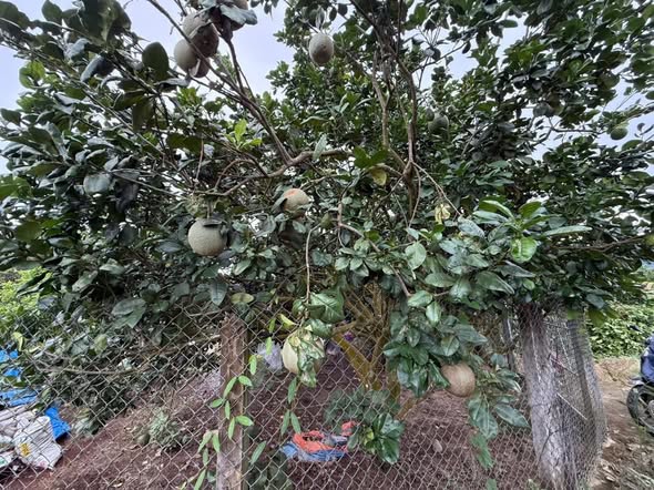 Đất vườn Suối Hiệp, Diên Khánh 1400m² giá 1.4 tỷ - Ô tô vào tận nơi!