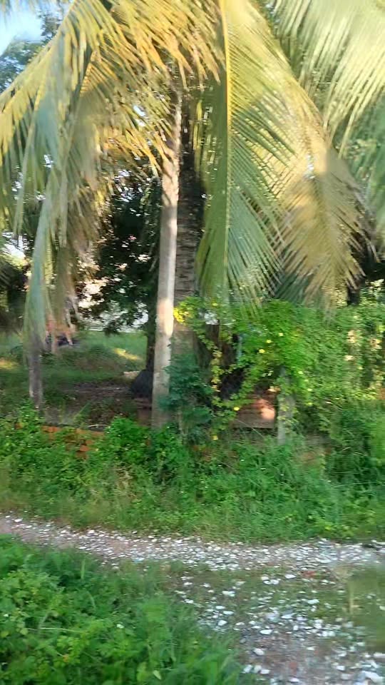 Đất mặt tiền nhựa KP An Phú, Trảng Bàng 221m² giá 1.4 tỷ - Cơ hội đầu tư hiếm có!