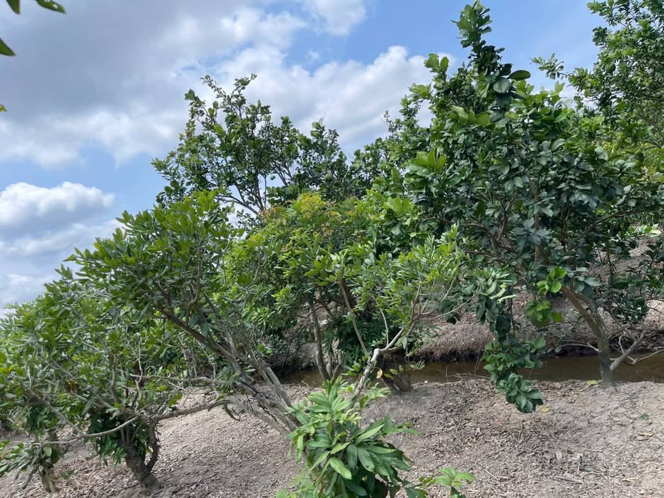 Farm 4000m² Long Định, Bình Đại giá chỉ 520 triệu - Cơ hội đầu tư tuyệt vời!