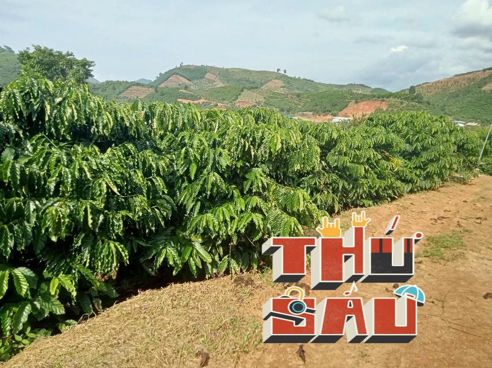 Đất nền 2ha tại xã Đam Rông 3, Lâm Đồng - Giá chỉ 2.49 tỷ, vị trí đắc địa!