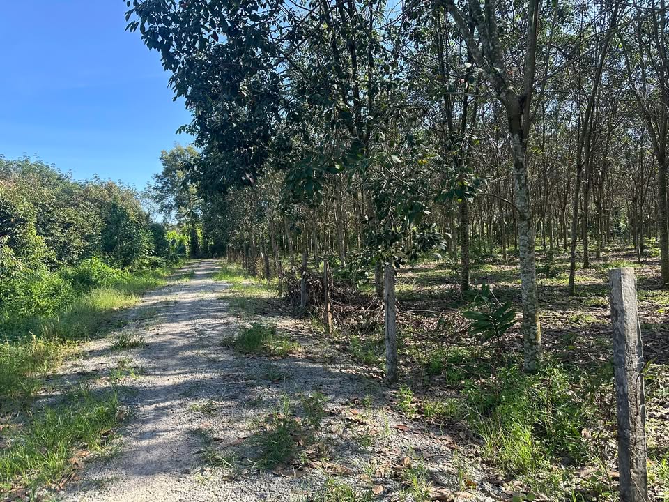 Đất cao su Tân Uyên 10.000m² giá 3.7 tỷ - Đầu tư sinh lời ngay!