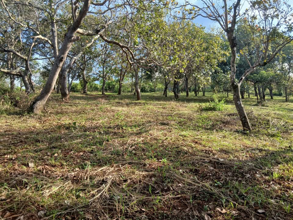 Đất nền Thọ Sơn, Bù Đăng 30.000m² giá 3.6 tỷ - Đầu tư sinh lời ngay!