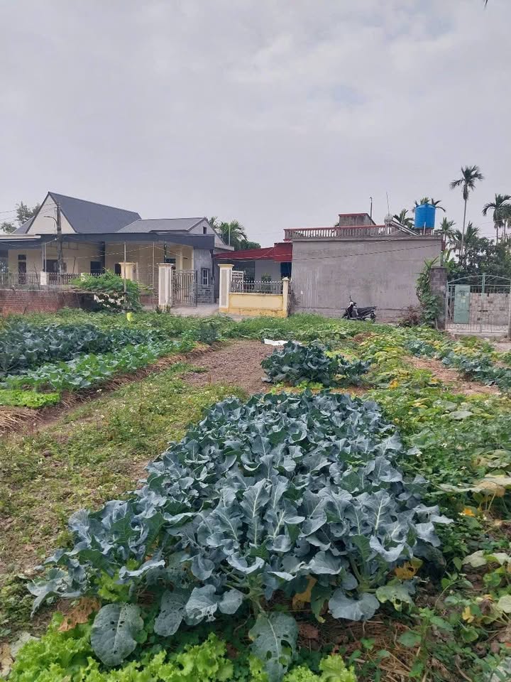 Đất Thổ Cư Thôn Giáo Thiện, Quỳnh Minh 120m² - Giá Chỉ 600 Triệu!