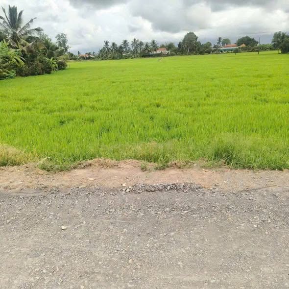 Đất nền Mỹ Thạnh, Thủ Thừa, Long An 70000m² giá 330 triệu - Cơ hội đầu tư hấp dẫn!