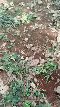 Đất nền 1.8ha tại xã Ia Lang, Đức Cơ, Gia Lai - Giá chỉ 1.1 tỷ!