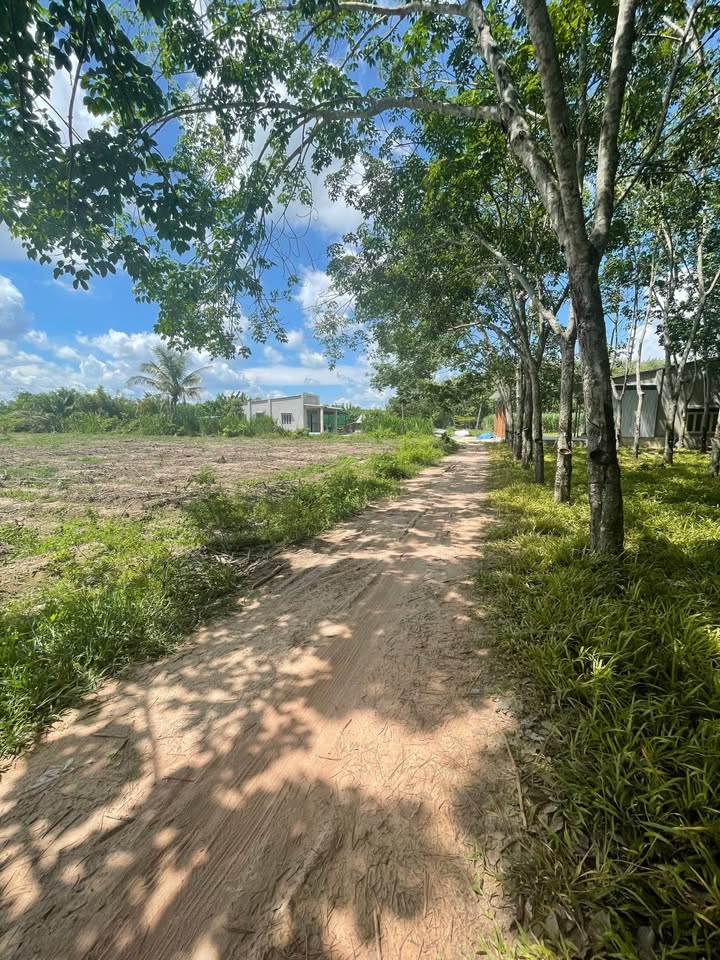 Đất thổ cư Gò Dầu 155m² giá 350 triệu - Đường ô tô thông thoáng!
