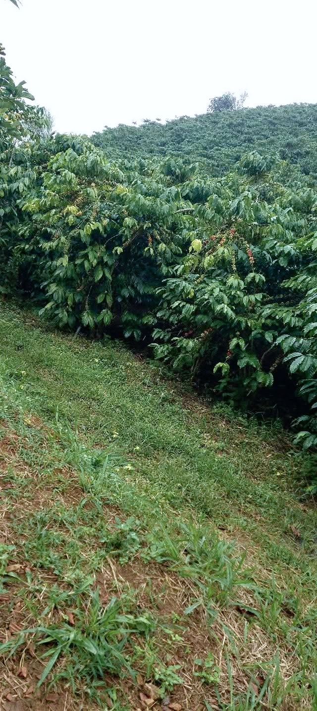 Farm 4ha tại Lộc Ngãi, Bảo Lâm chỉ 1.44 tỷ - Đất triền nhẹ, sổ đỏ chính chủ!