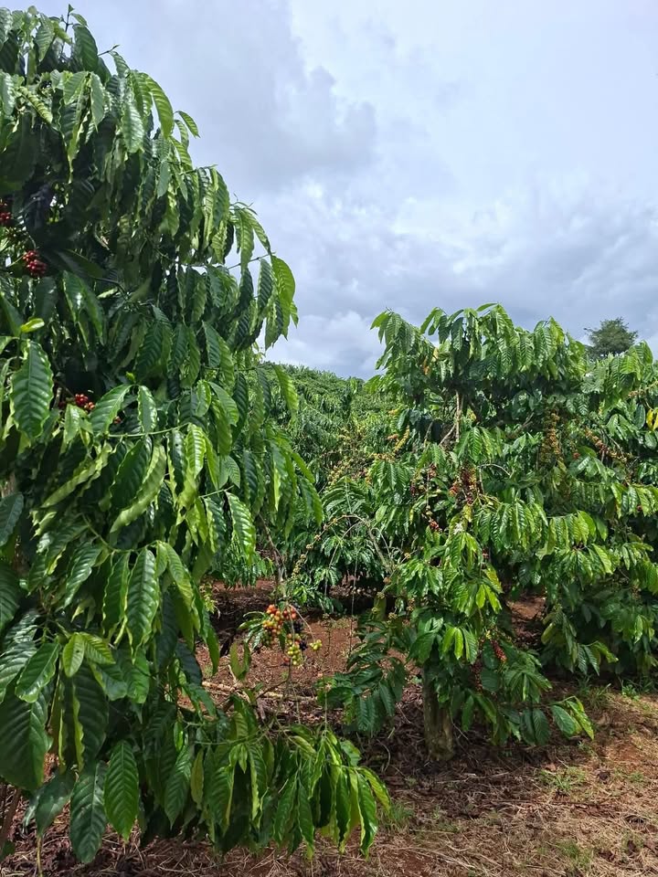 Đất nông nghiệp Đan Phượng 5780m² giá 3 tỷ - Gần đường bê tông rộng 60m!