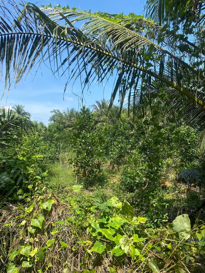 Đất nền Phước Thạnh, Mỹ Tho 960m² giá thỏa thuận - Đầu tư lý tưởng cho tương lai!