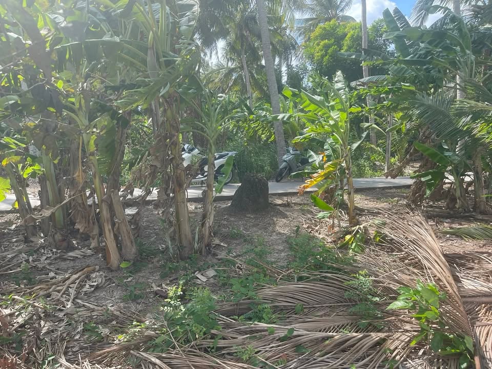 Đất ruộng 12 công tại xã Tân Thạnh, Long Phú - Chỉ 2.16 tỷ VND!