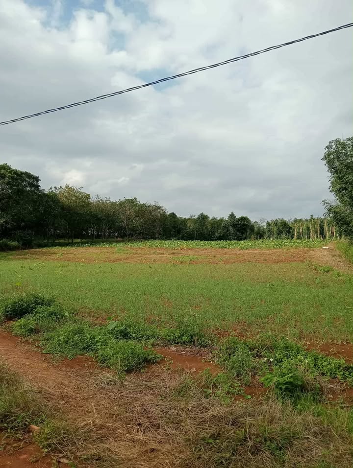 Đất nông nghiệp Cửa Tùng, Vĩnh Linh 1800m² giá chỉ 200 triệu - Cơ hội đầu tư hấp dẫn!