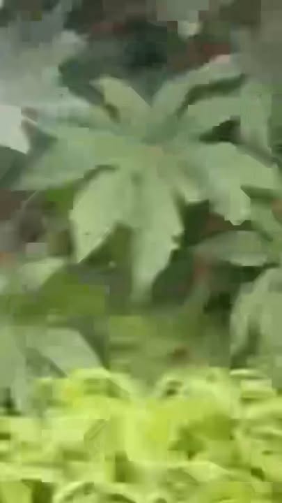 Đất nền Kim Thạch Vĩnh Linh 208m² giá chỉ 200 triệu - Đầu tư sinh lời ngay!