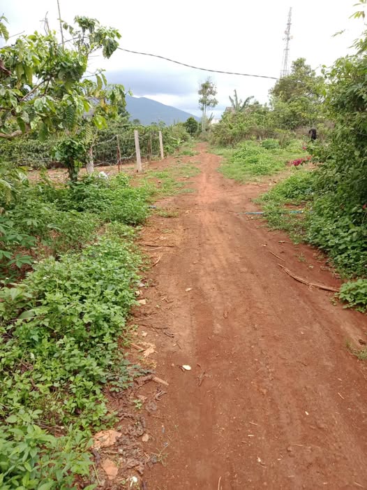 Đất thổ cư Đinh Lạc, Di Linh 280m² giá 530 triệu - Cơ hội đầu tư tuyệt vời!