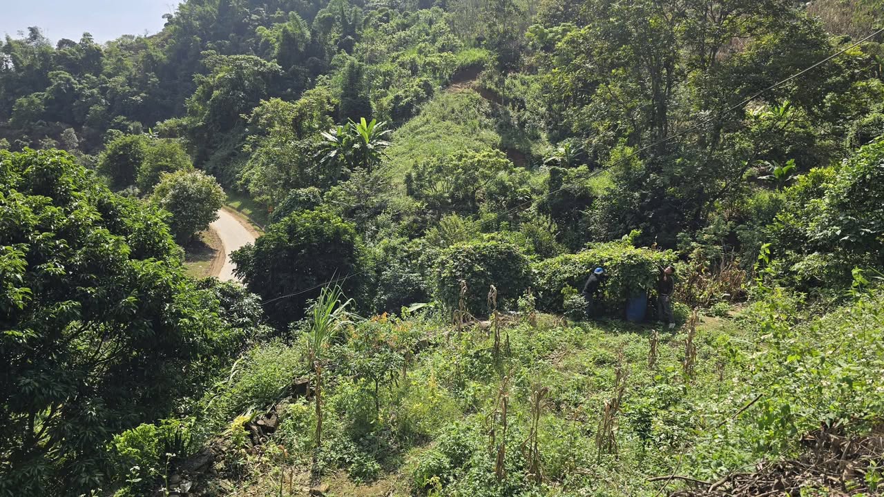 Đất nền Mộc Châu, Sơn La 5000m² giá chỉ 999 triệu - Tiềm năng sinh lời cao!