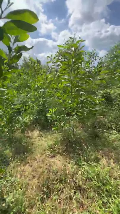 Đất rừng Cam Thành Cam Lộ 10.000m² giá 280 triệu - Đầu tư sinh lời ngay!