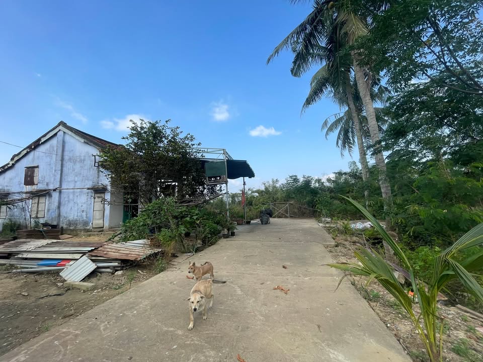 Đất nền Điện Nam Đông 100m² giá 1.2 tỷ - Đầu tư sinh lời ngay!