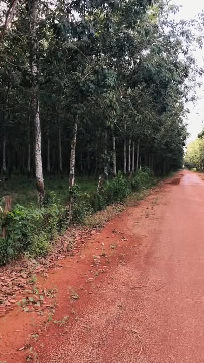 Đất nền 20ha tại Minh Thạnh, Dầu Tiếng - Mặt tiền rộng, giá thỏa thuận!