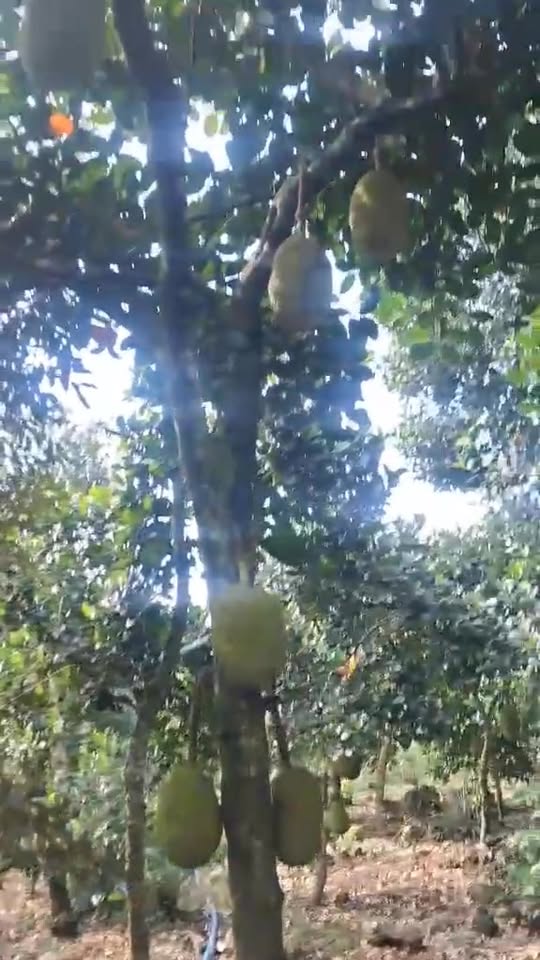 Đất nền 100m² xã Tân Phú, Đồng Nai giá 1 tỷ - Bớt lộc cho người thiện chí!