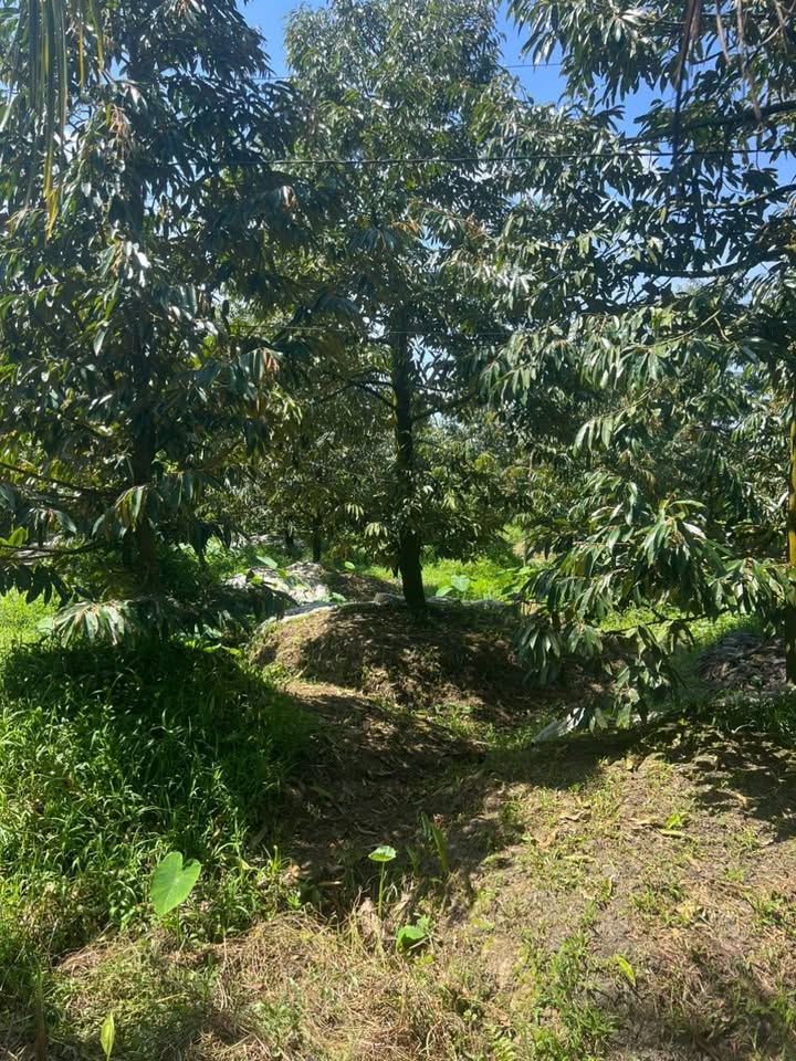 Đất nền 1.000m² xã Phú Phong, Châu Thành - Mặt tiền đẹp, giá tốt chỉ 1.2 tỷ!