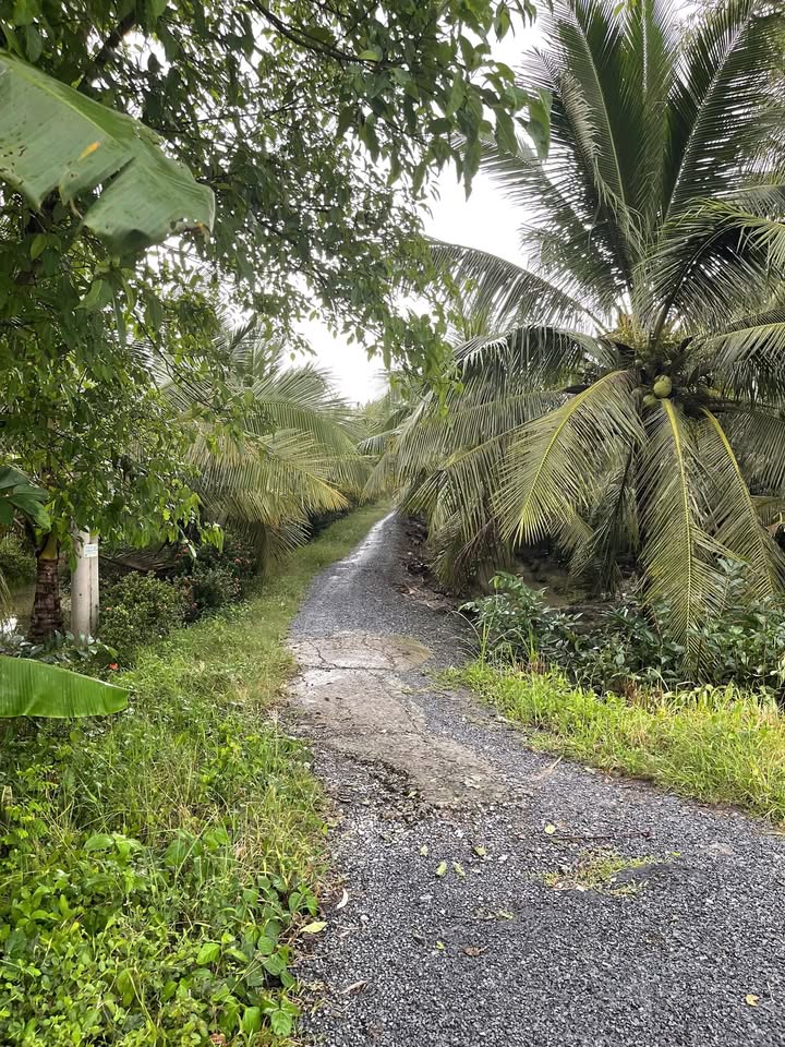 Đất lúa 1978m² ấp Thạnh Thới, Gò Công Tây - Giá chỉ 750 triệu