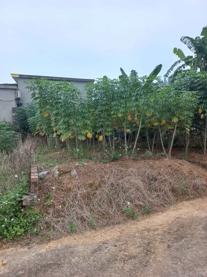 Đất nền Liên Khê Thủy Nguyên 60m² giá chỉ 400 triệu - Sổ đỏ chính chủ!