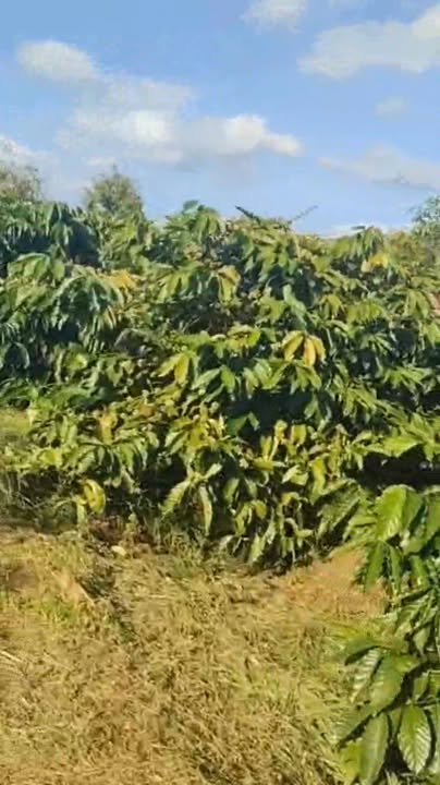 Đất nền 20.000m² tại Quảng Trực, Tuy Đức - Giá chỉ 2.6 tỷ VND - Cơ hội đầu tư tuyệt vời!