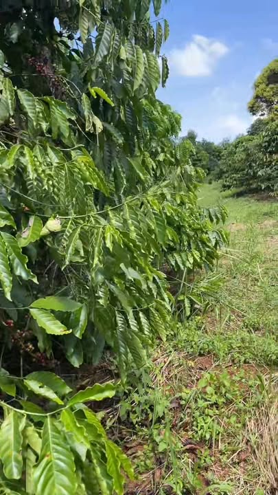 Đất nền Đắk Ha 1ha giá 1.95 tỷ - Sổ hồng chính chủ, vị trí đẹp!