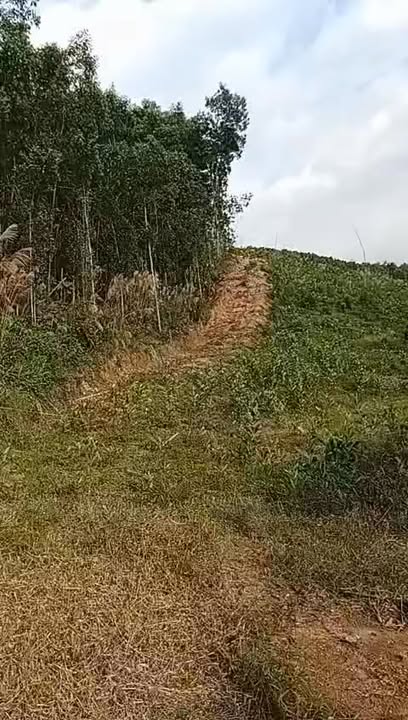 Đất rừng Tiên Hiệp 9,5ha giá 3 tỷ - Tiềm năng nghỉ dưỡng tuyệt vời!