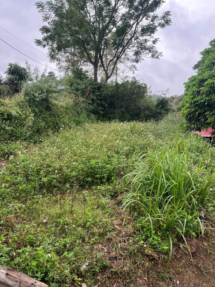 Đất Hợp Thành Cao Lộc 124m² giá 1 tỷ - Vị trí đắc địa, dễ xây dựng!