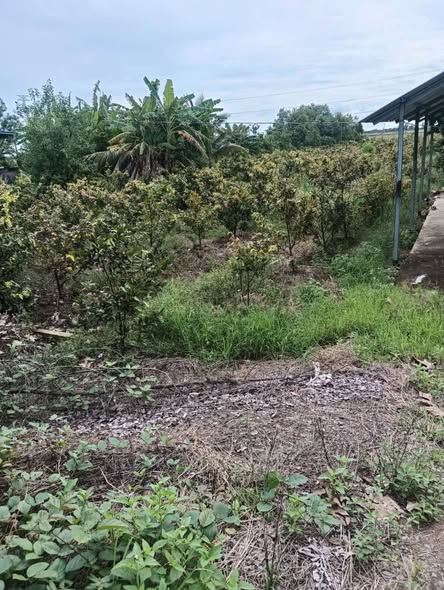 Đất Farm 92.000m² tại Tân Tây Thạnh Hóa, Long An - Giá chỉ 1.38 tỷ, cơ hội đầu tư tuyệt vời!