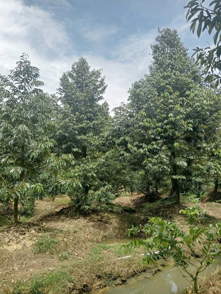 Đất nền 2000m² xã Tam Bình, huyện Cai Lậy - Cơ hội đầu tư sinh lời