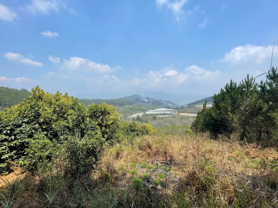 Đất nông nghiệp Xuân Trường Đà Lạt 5000m² - Sổ đỏ chính chủ, view săn mây tuyệt đẹp!