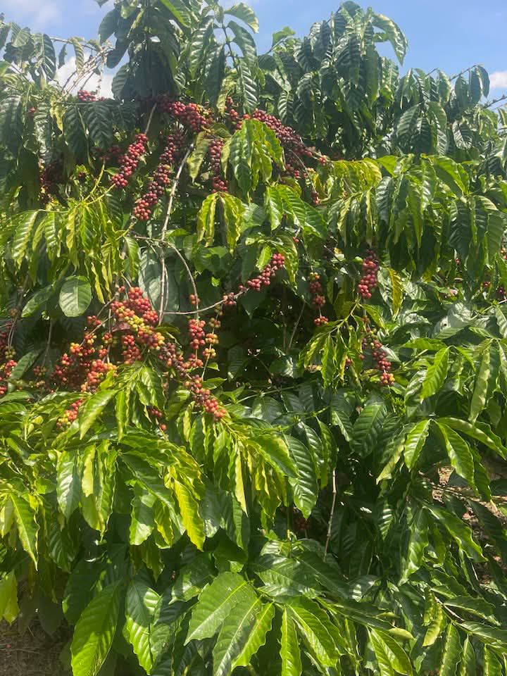 Đất nền Tân Hà Lâm Hà 1ha giá chỉ 3.1 tỷ - Đầu tư sinh lời ngay!