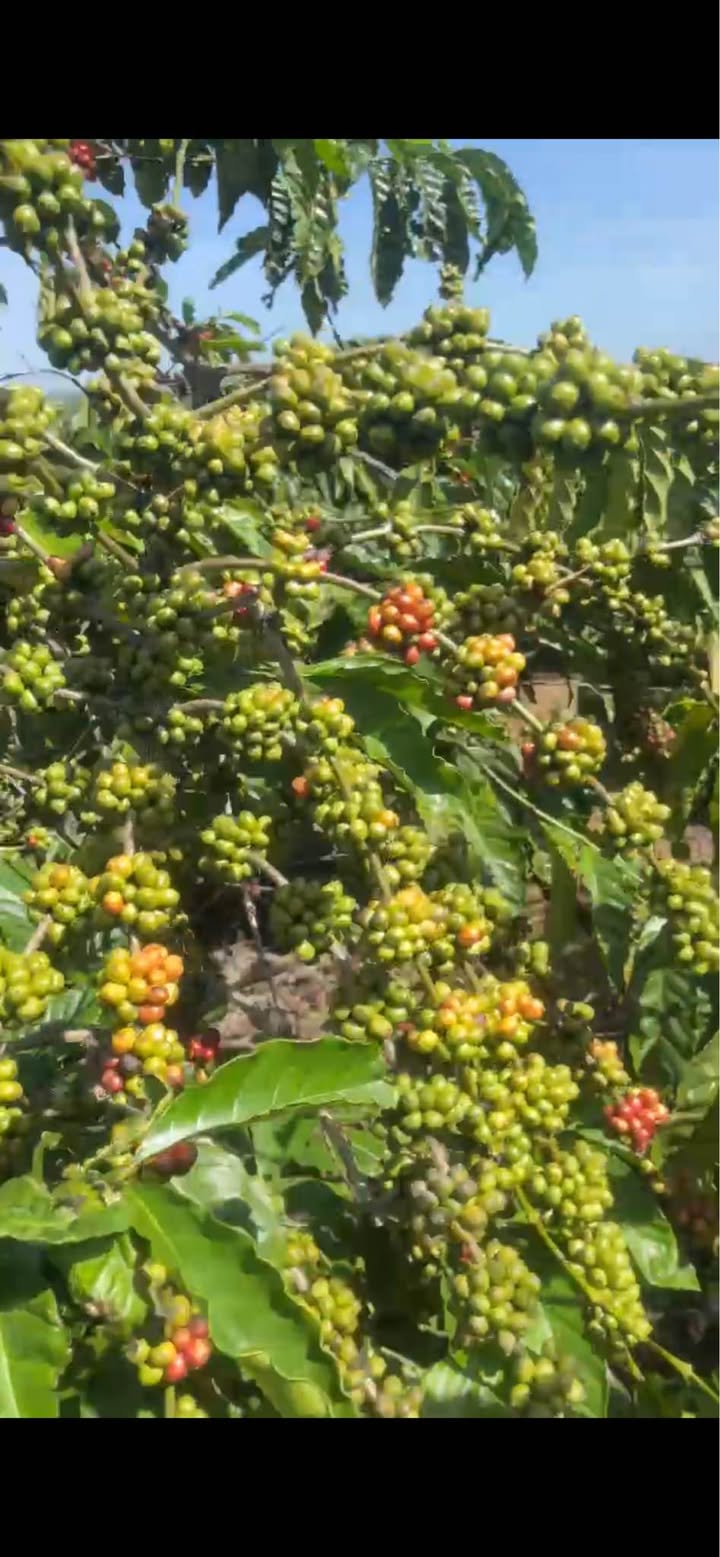 Đất Farm Tam Bố Di Linh 1,2 ha giá 3,3 tỷ - Pháp lý rõ ràng, sẵn sàng thu hoạch cà phê!